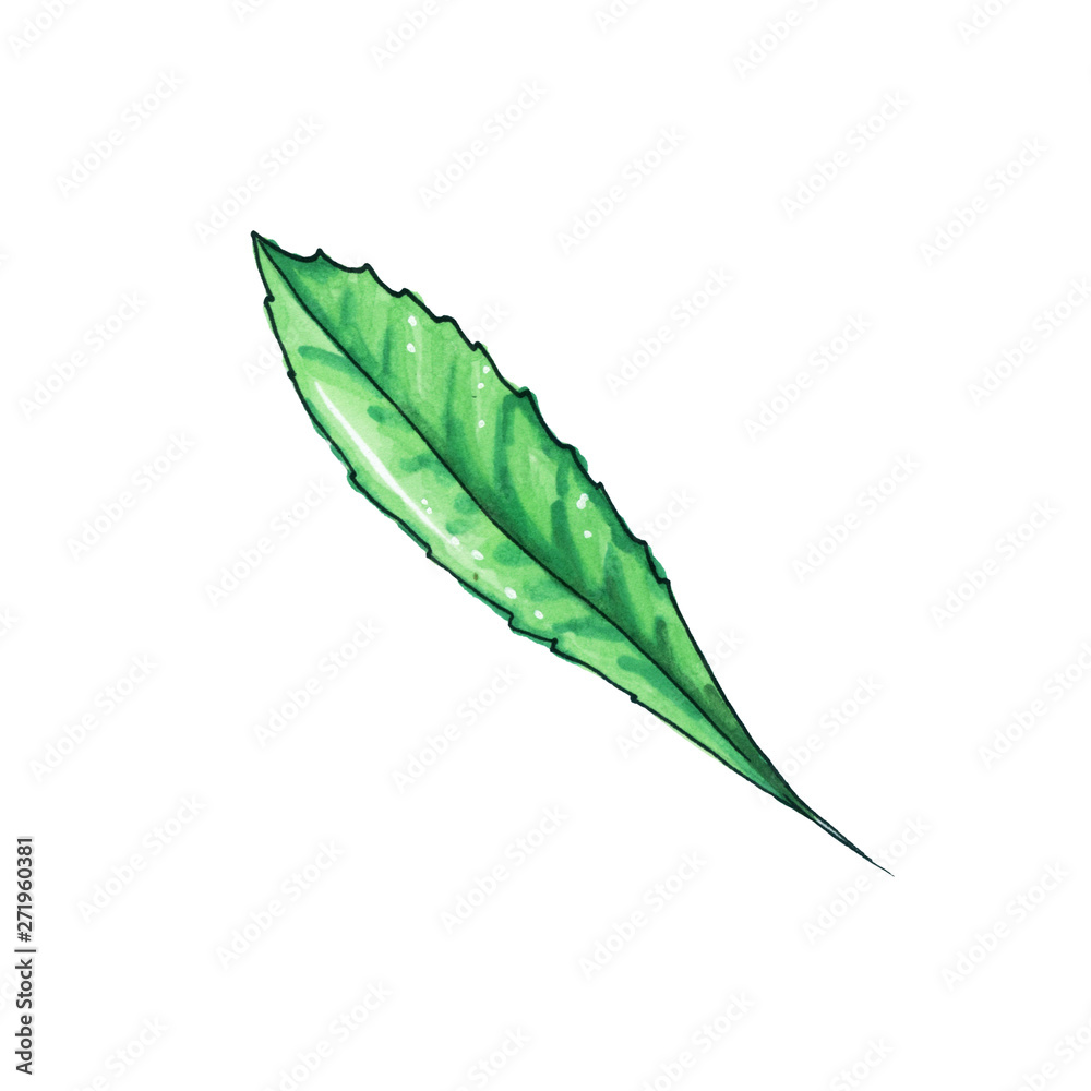 Green Christmas ilex isolated leaf. Xmas plant. Isolated winter decor. Isolated freehand colored illustration Green Christmas ilex isolated leaf. Xmas plant. Isolated winter decor. Isolated freehand colored illustration
