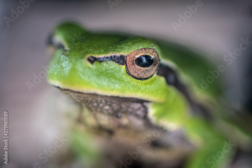 Isolated close up macro of a small green forest frog- Danube Delta Romania
