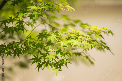 Maple tree have green leaf in japan