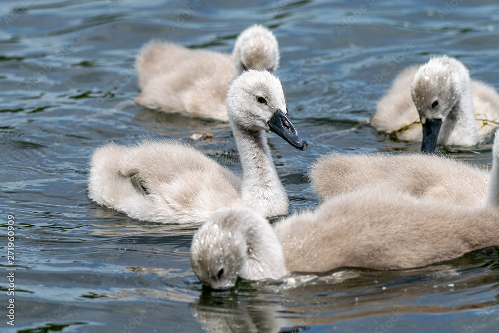 Mute swan cygnets (cygnus olor) searching below the water surface for food Mute swan cygnets (cygnus olor) searching below the water surface for food