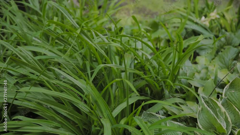 Very beautiful green long leaves of grass. Very beautiful green long leaves of grass.