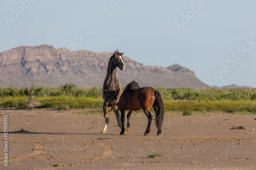 Pair of Wild Horse Stallions Fighting in the Utah Desert