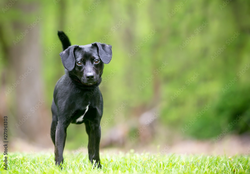 A small black Terrier mixed breed dog standing outdoors
