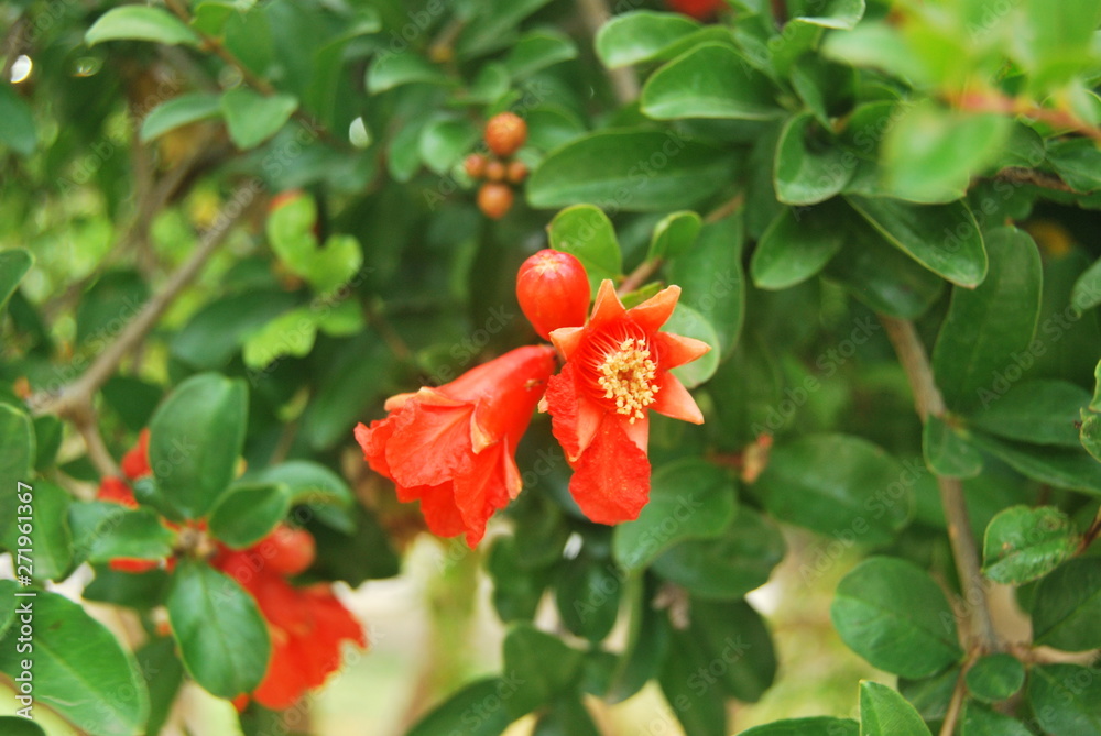 Obraz premium FLOR ROJA