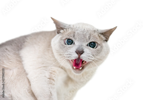 An angry Tonkinese cat hissing © Mary Swift
