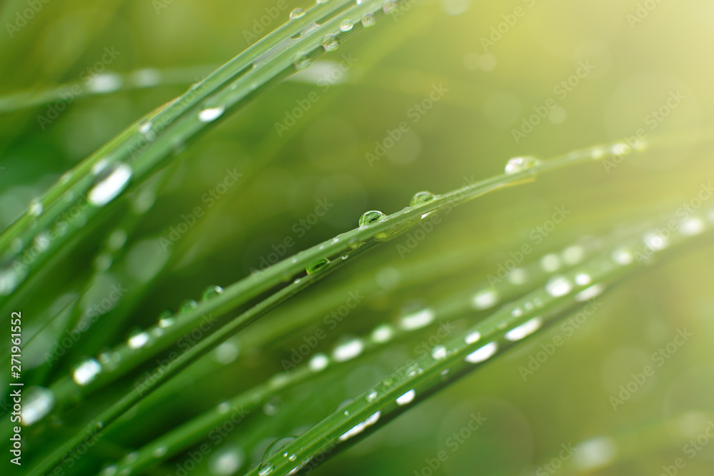 Green grass and raindrops in spring. Nature in the form of green grass and raindrops. Dew on the meadow in the fresh morning. Spring and summer nature close-up.