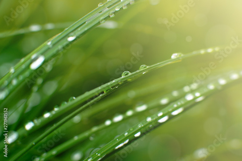 Green grass and raindrops in spring. Nature in the form of green grass and raindrops. Dew on the meadow in the fresh morning. Spring and summer nature close-up.