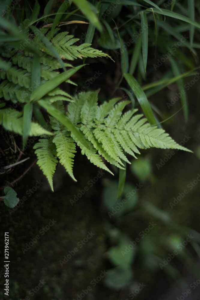 Fern leaves are green, usually found in the rainforests.