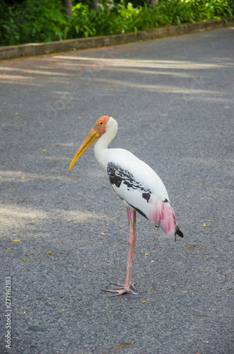 adjutant stand on the road