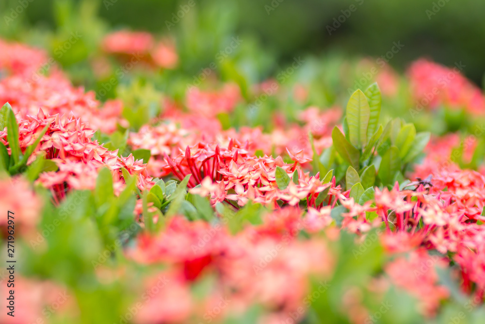 Ixora coccinea or West Indian Jasmine flower flower blossom in a garden. red spike flower. King Ixora blooming-image 02 Ixora coccinea or West Indian Jasmine flower flower blossom in a garden. red spike flower. King Ixora blooming-image 02