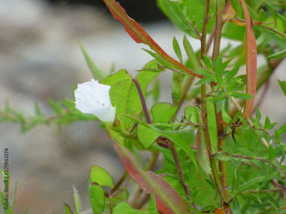 Obraz premium lakeside flower