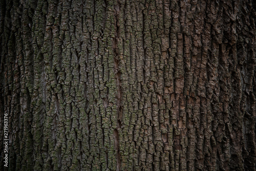 古い大木の表面の背景素材