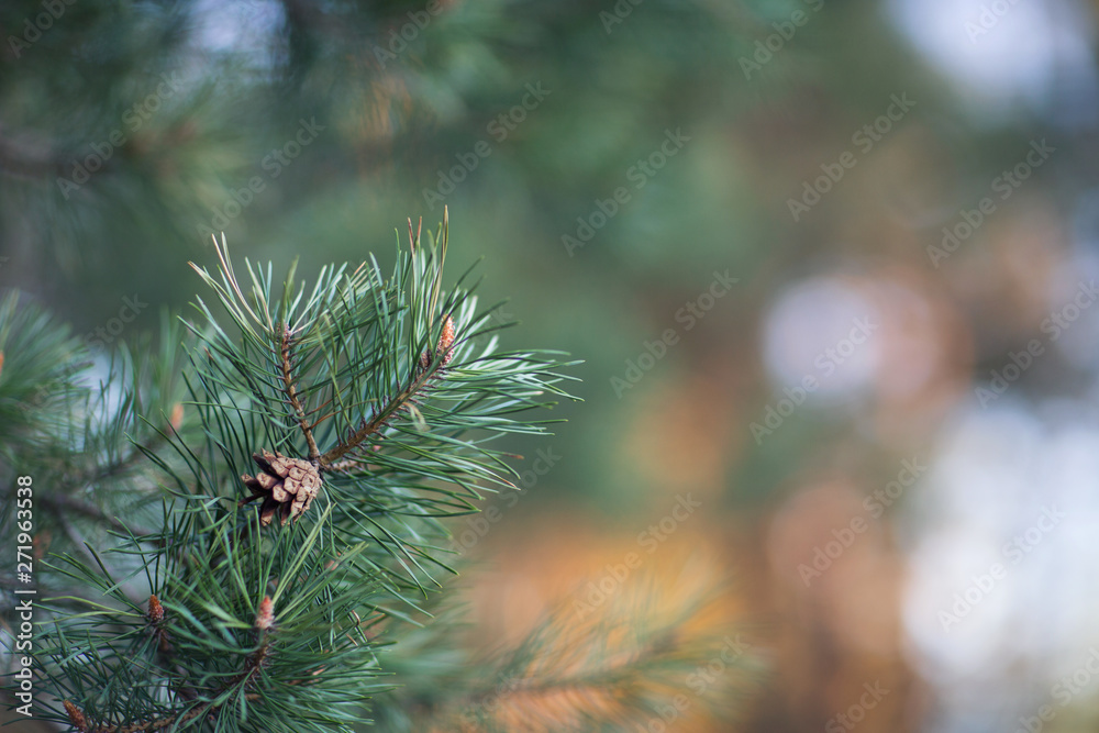 pine branch with a cone close-up on the background of the sunset forest.