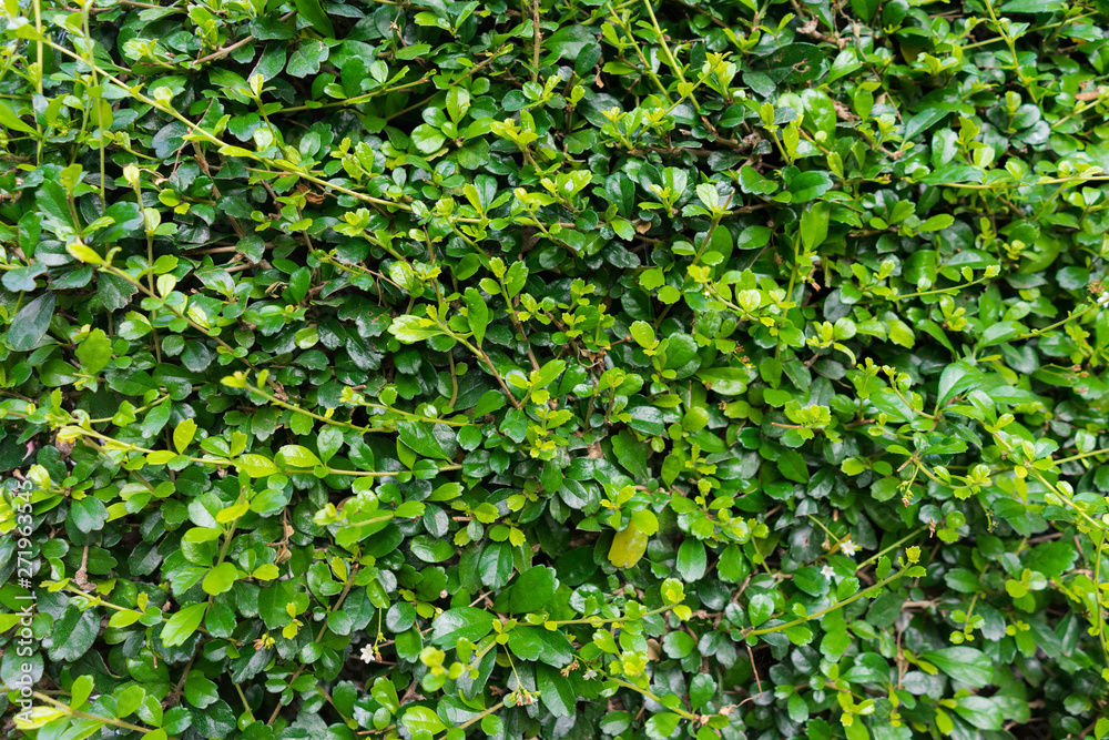 Obraz premium Green leaf for background 