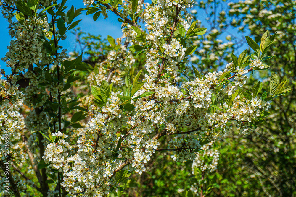 The branches of flowering cherry. Spring trees are covered with white fragrant flowers The branches of flowering cherry. Spring trees are covered with white fragrant flowers