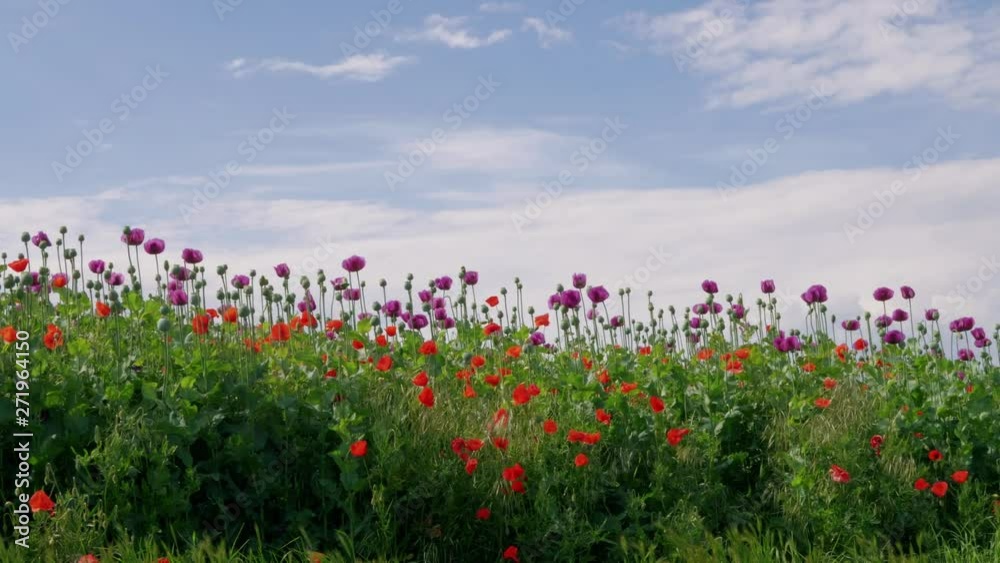 Field of blooming purple and red poppies with unripe seed heads under blue sky, beautiful grassland. Blue poppy blossom. Color concept. Flowering Papaver, maturing pods in agriculture. Medical plants Field of blooming purple and red poppies with unripe seed heads under blue sky, beautiful grassland. Blue poppy blossom. Color concept. Flowering Papaver, maturing pods in agriculture. Medical plants