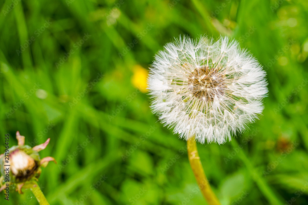 Fototapeta premium The head of a dandelion, finished flowering. Light seeds ready to scatter from the wind