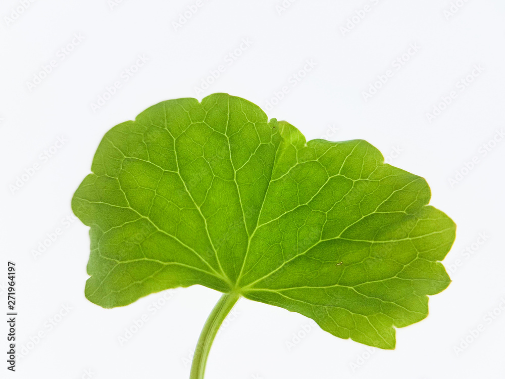 Obraz premium Asiatic leaf on white background. Gotu kola, Centella asiatica, A small herbaceous plant with a pungent bitter-sweet taste can be used to treat numerous diseases.