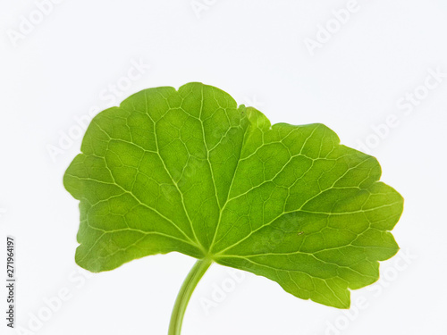 Asiatic leaf on white background. Gotu kola, Centella asiatica, A small herbaceous plant with a pungent bitter-sweet taste can be used to treat numerous diseases.