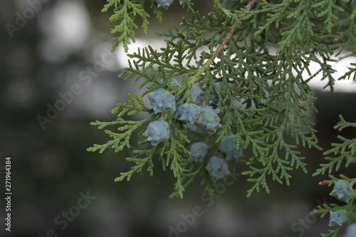 Green leaves and seeds of thuja tree