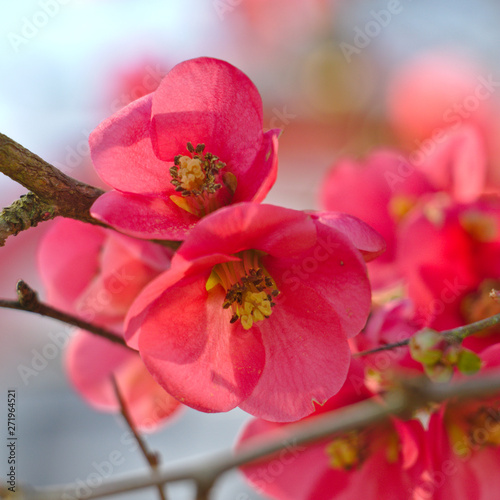 Flore