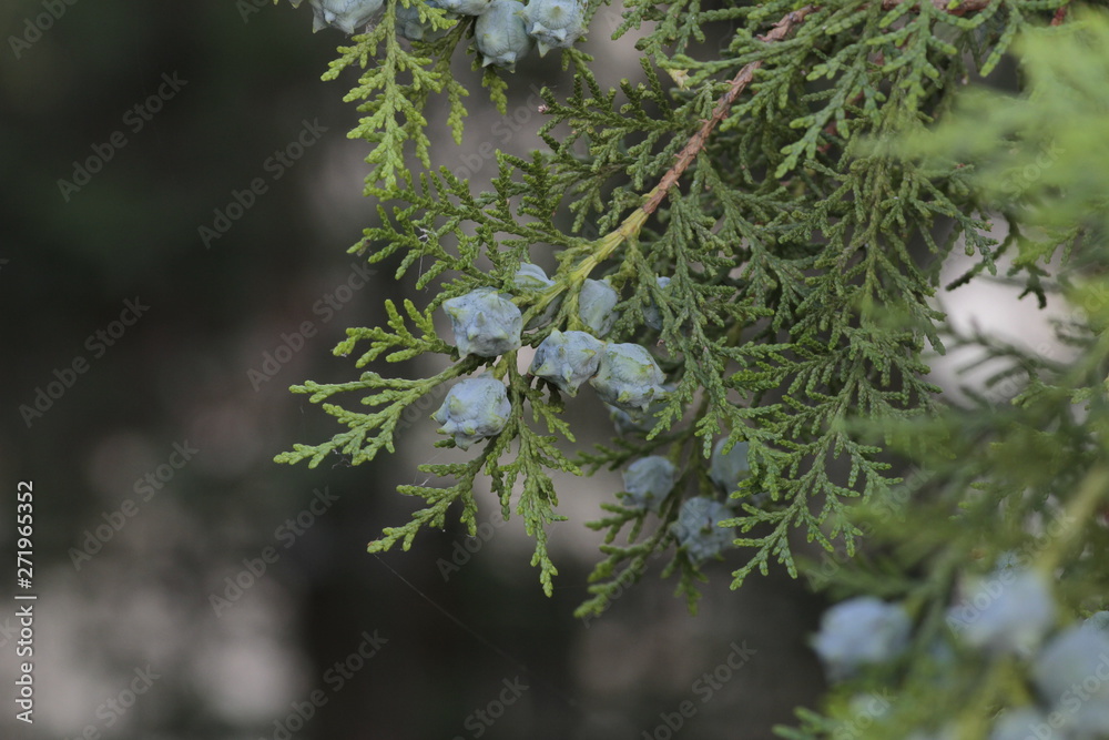 Green leaves and seeds of thuja tree Green leaves and seeds of thuja tree