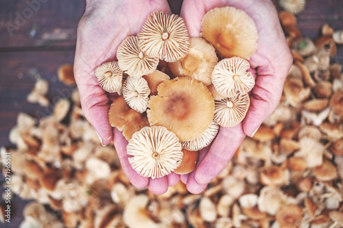 hand holding marasmius mushrooms ( Marasmius oreades) - wild mushrooms season photo