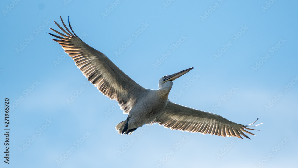 Obraz premium Isolated close up of a flying beatiful white pelican in the wild- Danube Delta Romania