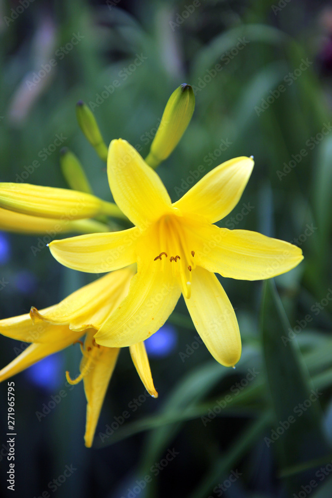 closeup of yellow lily flower. selected focus closeup of yellow lily flower. selected focus