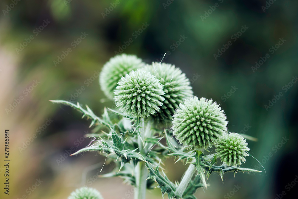 Globe Thistle Globe Thistle
