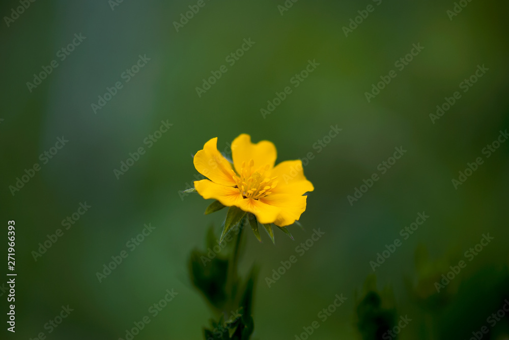 Single Cinquefoil Flower Single Cinquefoil Flower