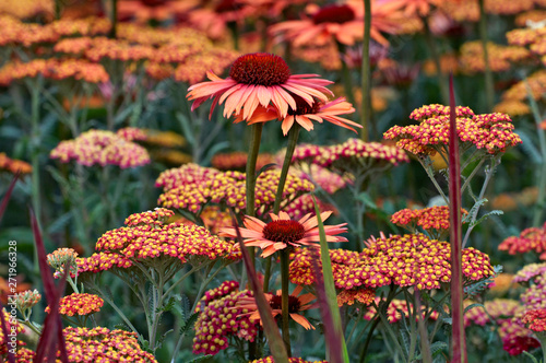 Detail of flower border with Echinacea 'Sunset' and Achillea 'Walther Funcke' photo