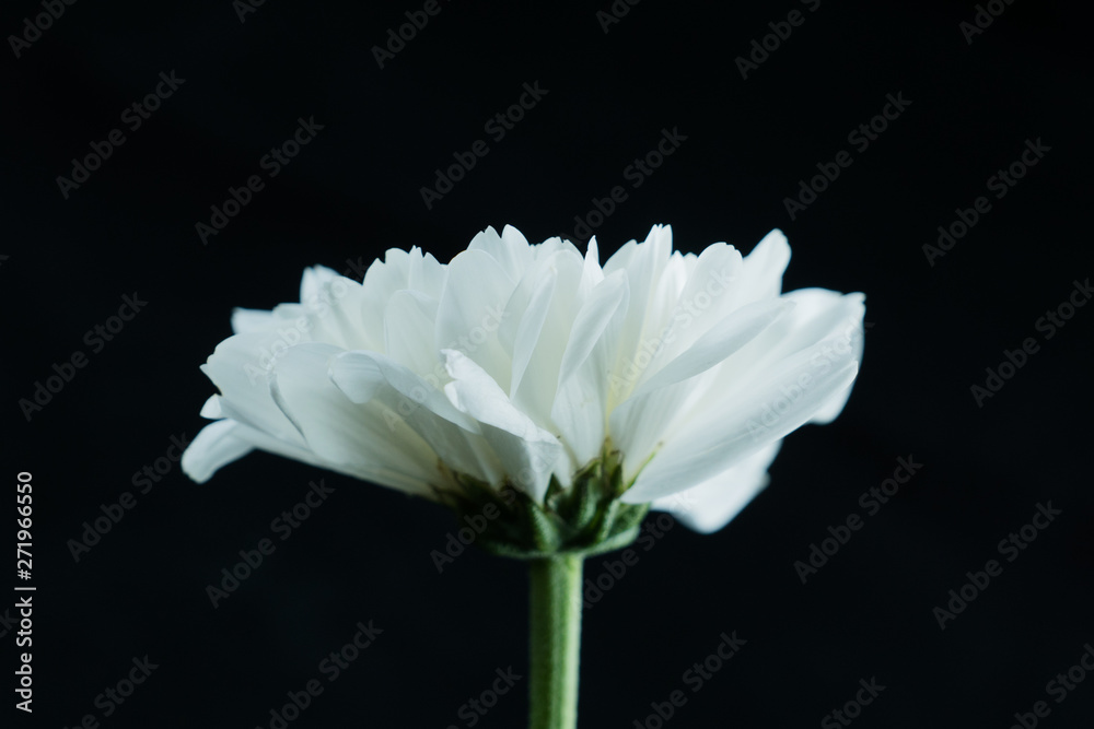 chrysanthemum flower, Dendranthemum grandifflora chrysanthemum flower, Dendranthemum grandifflora