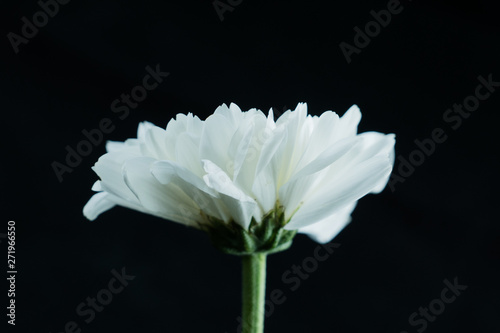 Fototapeta Naklejka Na Ścianę i Meble -  chrysanthemum  flower, Dendranthemum grandifflora