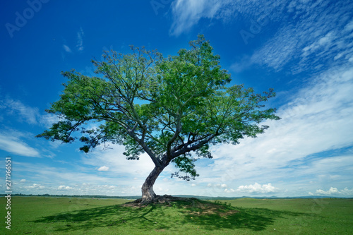 Big tree on green grass with cloud and blue sky