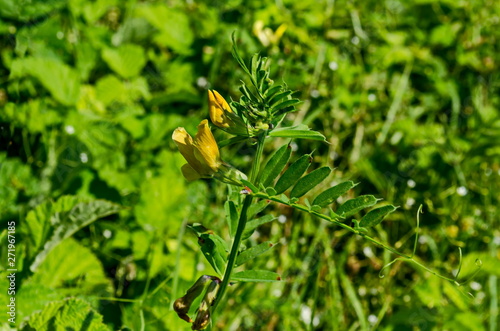 View of a cluster of yellow crown vetch, vicia sativa or coronilla varia wildflower on the meadow, Lozen mountain, Bulgaria