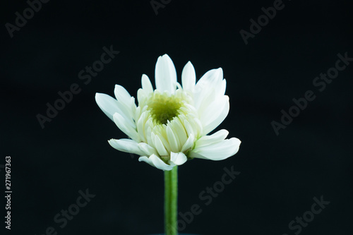 Fototapeta Naklejka Na Ścianę i Meble -  chrysanthemum  flower, Dendranthemum grandifflora