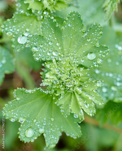 morning dew falls on the green leaf of the flower. close-up view.