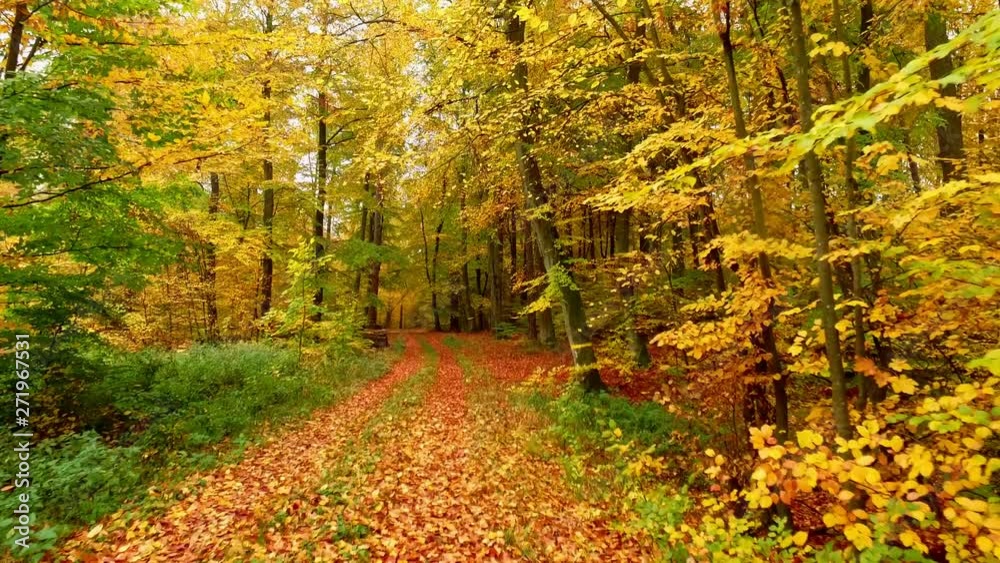 Colorful footpath full of leaves and old trees in the autumn forest, Poland Colorful footpath full of leaves and old trees in the autumn forest, Poland