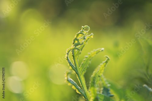 Blurred natural green background with fresh fern leaf