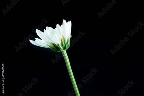 chrysanthemum  flower, Dendranthemum grandifflora photo