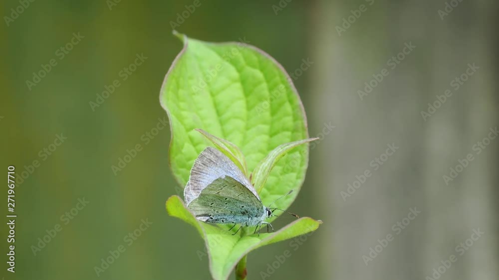 Holly blue (Celastrina argiolus) butterfly on a leaf Holly blue (Celastrina argiolus) butterfly on a leaf