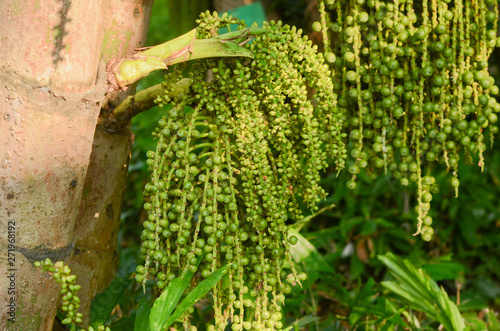 Bunches of Fishtail Palm, Wart Fishtail Palm, Clustered Fishtail Palm (Caryota Urens) tree in the nature park