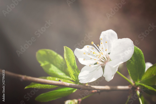 Spring Natural background with delicate cherry flowers with sunlights. White flowers. Natural Instincts. Proximity to nature photo