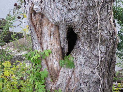 heart shaped knot in trunk