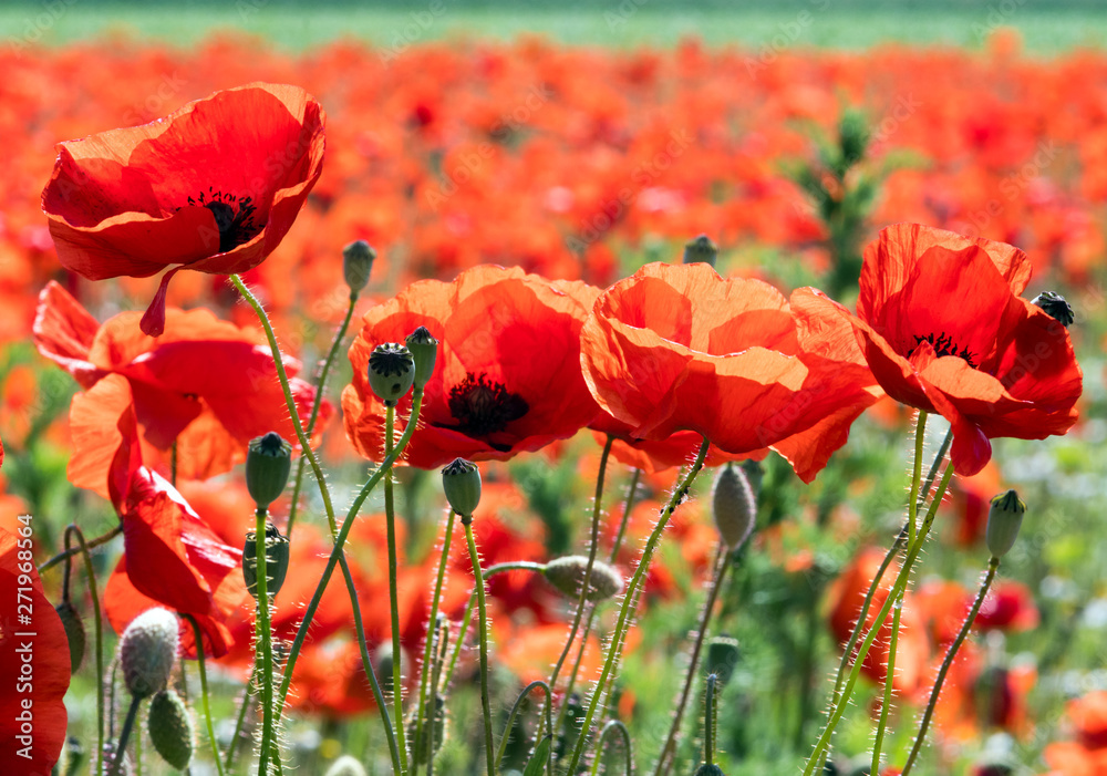 Obraz premium Summer feeling, beauties of summer: Detailed close-up of red poppy blossoms in the summer