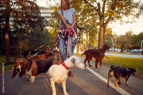 woman dog walker with dogs enjoying in walk city..
