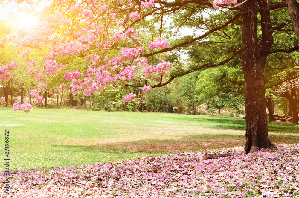 Naklejka premium beautiful morning light in public park.