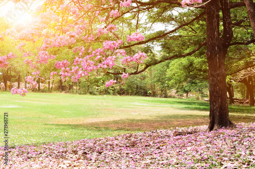 beautiful morning light in public park.