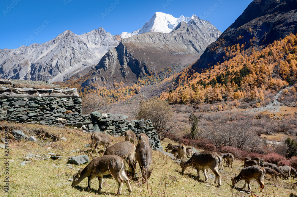 Animals finding food at colourful forest with snow mountain at Yading nature reserve. Animals finding food at colourful forest with snow mountain at Yading nature reserve.